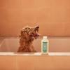 imageMRS MEYERS CLEAN DAY 3 in 1 Dog Shampoo White Peach Scent 14ozSweet Chamomile