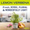 imageMRS MEYERS CLEAN DAY AllPurpose Cleaner Spray Cruelty Free Formula Lemon Verbena 16 fl oz  Pack of 3