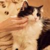 imageMRS MEYERS CLEAN DAY Cat Deodorizing Spray White Peach Scent 8ozWhite Peach