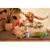 imageMRS MEYERS CLEAN DAY Pet Odor Neutralizer Coconut Leaf Scent 12ozCoconut Leaf