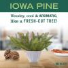 imageMRS MEYERS CLEAN DAY Soy Tin Candle 12 Hour Burn Time Made with Soy Wax and Essential Oils Iowa Pine 29 oz
