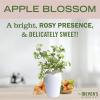 imageMRS MEYERS CLEAN DAY Baking Soda Cream Cleaner Cuts Grease ScratchFree Polish PlantDerived Cleaning Ingredients Apple Blossom 16 Fl Oz Pack of 1Apple Blossom