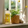 imageMRS MEYERS CLEAN DAY Liquid Dish Soap Fresh Cut Grass Scent 16 Ounce Bottle16 Fl Oz Pack of 1