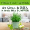 imageMRS MEYERS CLEAN DAY Liquid Dish Soap Fresh Cut Grass Scent 16 Ounce Bottle16 Fl Oz Pack of 1